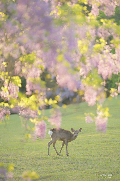 happy-pix-jpn: 【花園】奈良公園は桜も良いけど山藤も良いんです( *´艸｀)2021年4月26日撮影