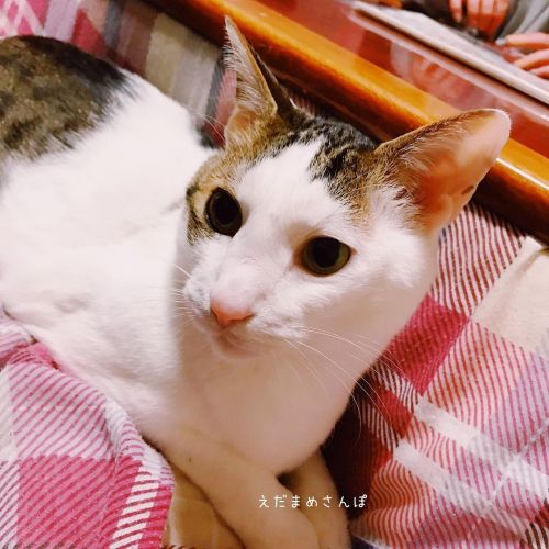 まめ おはよう。 . . . #cat #catstagram #catsofinstagram #ilovemycats #picneko #ねこ #猫との暮らし #にゃんすたぐらむ #えだまめ成長