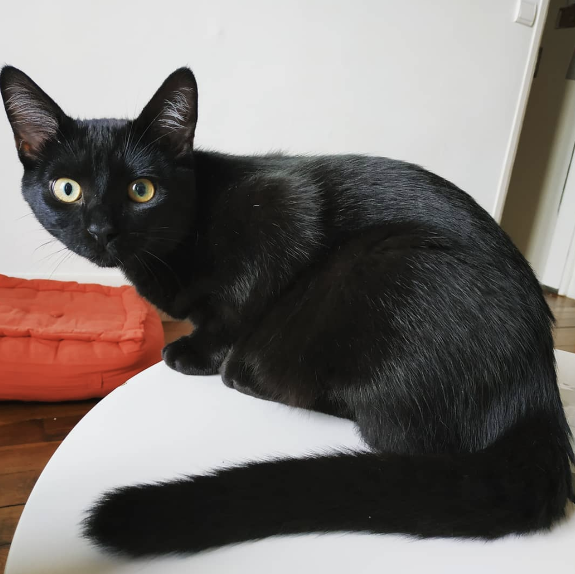 Black Cat Appreciation Post