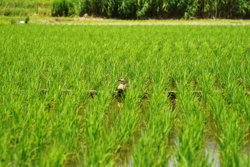 Rice field ,Fujisawa