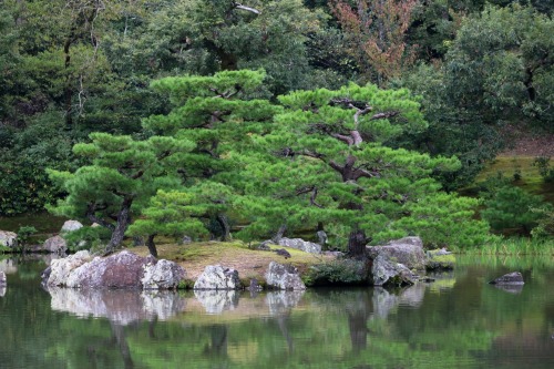 boschintegral-photo:  Pine Trees @ Kinkaku-Ji  金閣寺Kyoto, Japan
