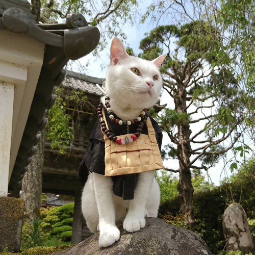 Nekojizo aka ねこ地蔵とおる (Japanese, b. 1964, Japan, based Kyoto, Japan) - Photos of Koyuki (white cat) a