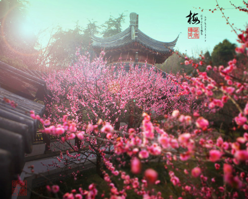 fuckyeahchinesegarden:Plum blossoms by 葛宏军