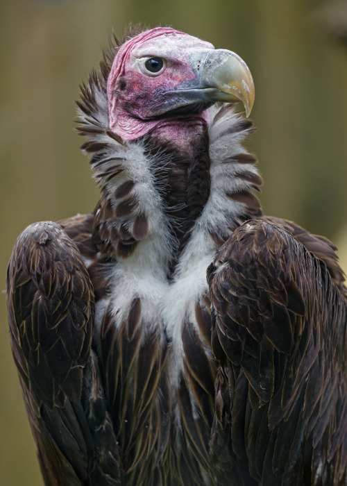 Portrait of a nice and serious vulture par Tambako The JaguarVia Flickr :Nice portrait of a colorful