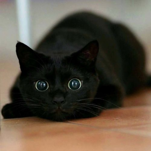 nuggsmum:welsh-taffy:awesome-picz:Wholesome Pics Of Black Cats To Show They Have Nothing To Do With 