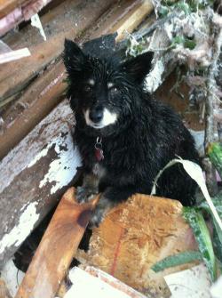 dogjournal:  DOG SURVIVES OKLAHOMA TORNADO; OKLAHOMA CITY ANIMAL