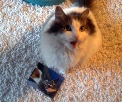 unflatteringcatselfies:Thad got a postcard from the famous Refurb!