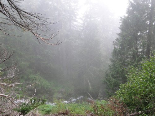 Spray Park trail in the fog. by bikejr