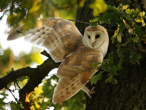 forest-faerie-spirit:{Barn Owls in The Oak} by {Mike Rae}