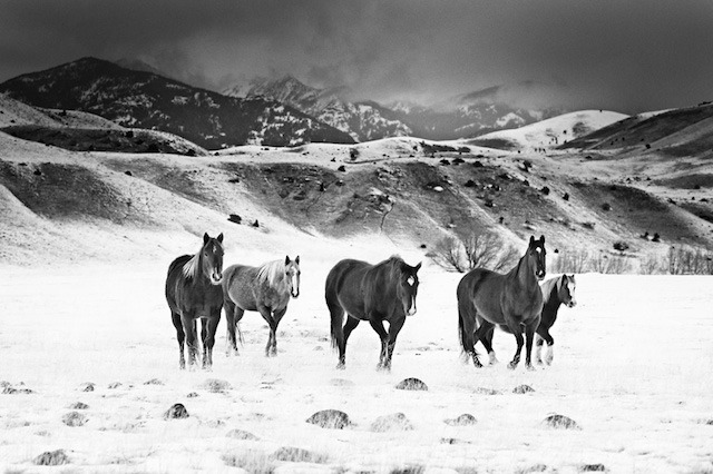 culturenlifestyle:  Impressive Animal Portraits by Troy Moth Photographer Troy