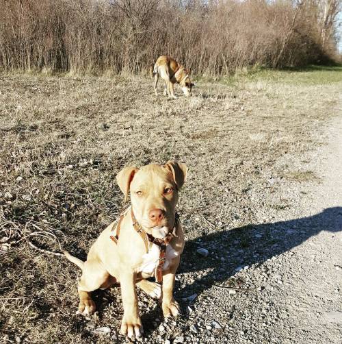 Muddy days of Spring! Stella and the puppy are such troublemakers… They feed off each other’s behavior. If one gets muddy, the other gets muddier. If Stella goes swimming, the puppy is right in after her, swimming further and faster…