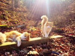 unflatteringcatselfies:To enter the forest