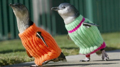 end0skeletal:In case you are sad here are some animals wearing sweaters.