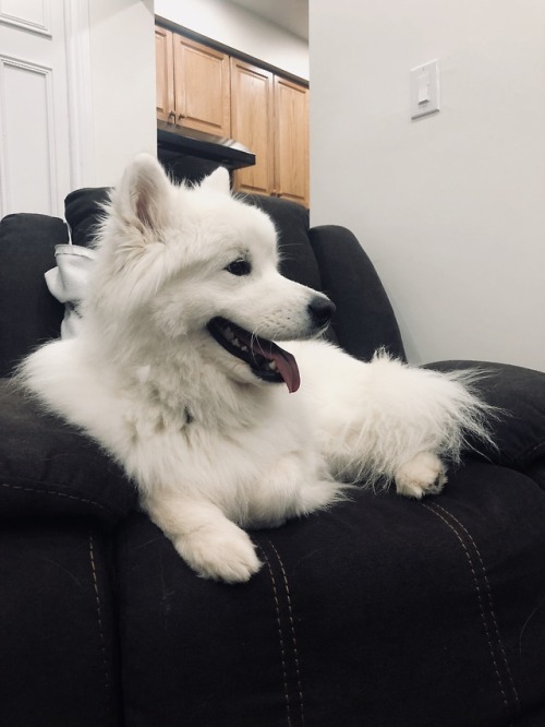 neothesamoyed:My beautiful puppo HEY! Btw, I have a blog all about my dog. Feel free to follow ❤