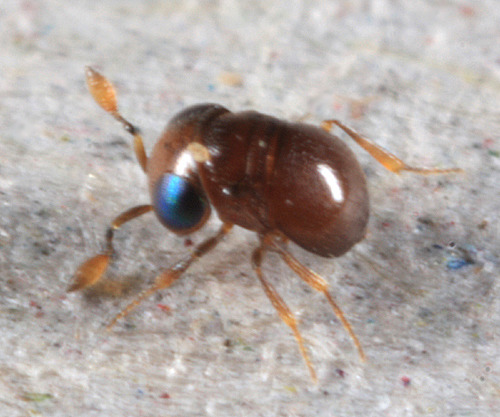 hotcarrots:Baeus sp. of the Hymenopteran family Platygastridae AKA the cutest little wasp in the ent