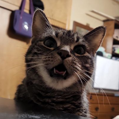 Hi There, You Have Just Seen A Picture Of Angel. Angel Is My Cat, And I Am A Transmasc, Queer, And Unemployed