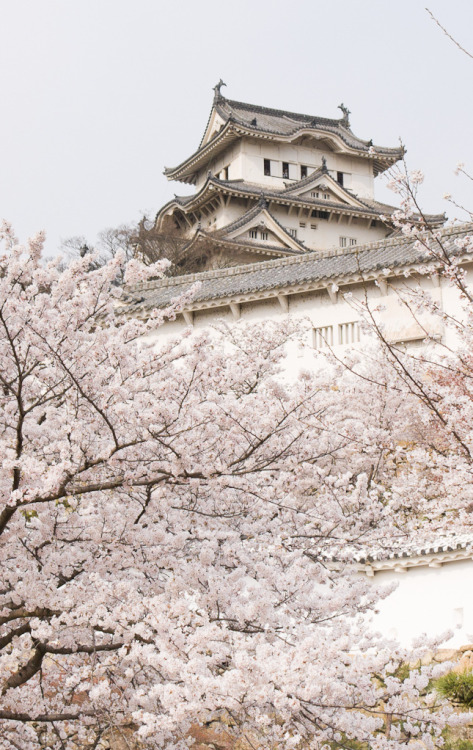 isaykonnichiwa:by ippei + janine