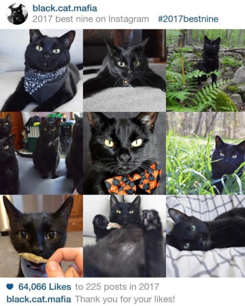Thank you to all our furriends for an amazing year! We’ll see you in 2018! #blackcatmafia Remember 