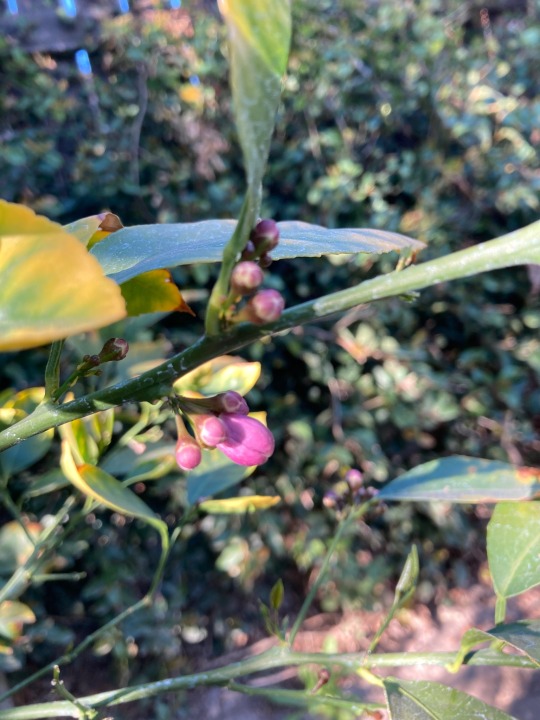 Citrus x meyeri greffé sur Poncirus trifoliata//Citronnier Meyer