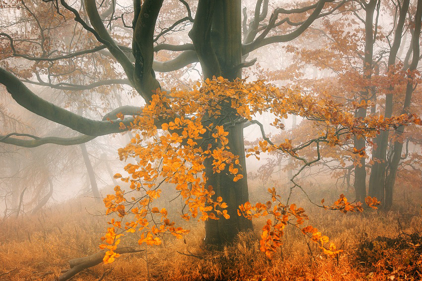 woodendreams:  (by Tomáš Morkes)