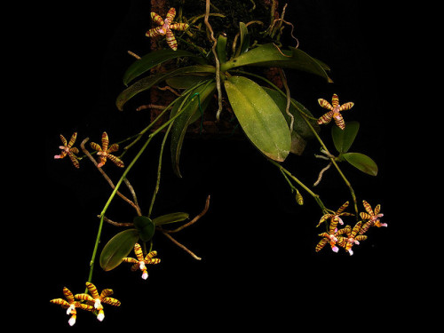 Phalaenopsis fasciata Habitus by epicphals on Flickr.