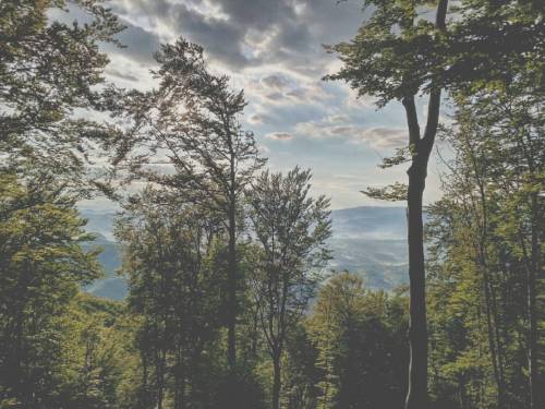 . . . . #zen #latergram #woods #nature #clouds #evening #hike #beautiful #calm #peaceful #landscape 