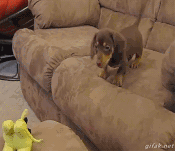 Dachshund Jumping on Couch
