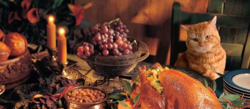 kittehkats:Thanksgiving Pet Safety: Can Our Pets Eat Our Favorite Thanksgiving Foods?Thanksgiving is