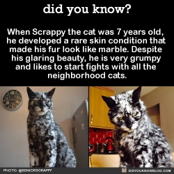 did-you-kno: When Scrappy the cat was 7 