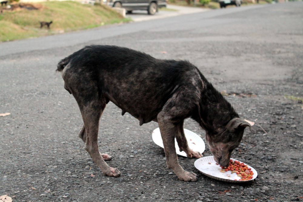 angelclark:  Curious Father Finds Out His Son Secretly Tends Starving Dogs http://noarmycanstopanidea.com/curious-father-finds-out-his-son-secretly-tends-starving-dogs/