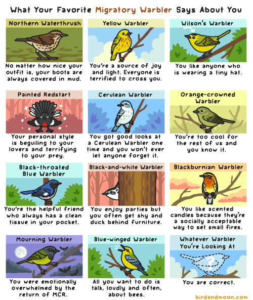 birdandmoon: What Your Favorite Migratory Warbler Says About You