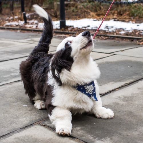 thedogist: Bao Bao, Cardigan Welsh Corgi (5 m/o), City Hall Park, New York, NY • “He&rsqu