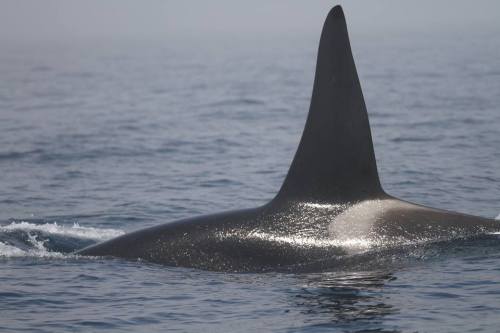 Adult male Orca sighted off the Shiretoko Peninsula 07.03.2015via Shiretko Nature Cruise