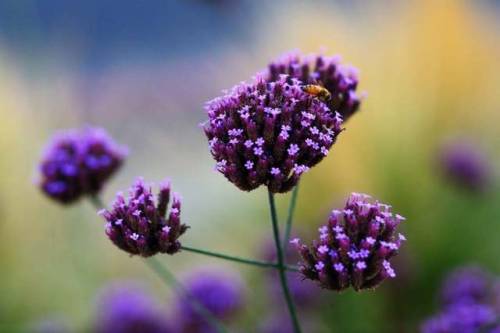 Quick snap of a bee doing what bees do, at twilight with some Verbena bonariensis (tall verbena, or 