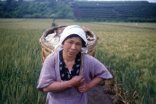 Japanese farmers, 1950s