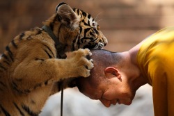 nubbsgalore:  buddhist monks at the wat pha