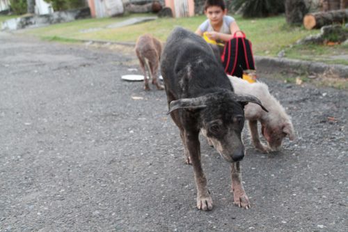 angelclark:  Curious Father Finds Out His Son Secretly Tends Starving Dogs http://noarmycanstopanidea.com/curious-father-finds-out-his-son-secretly-tends-starving-dogs/ A curious father was left stunned after discovering where his young son was going