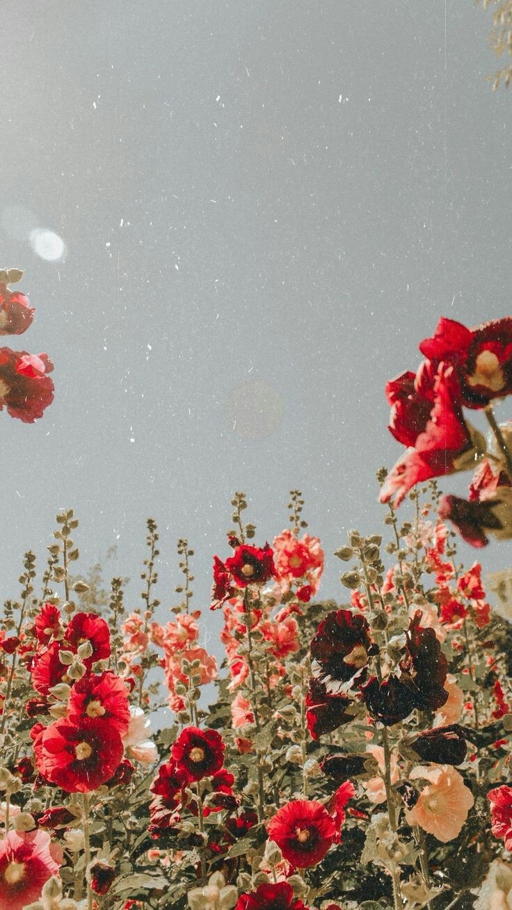 Aesthetic Wallpaper Flower Wallpaper Aesthetic Wallpaper Flower Wallpaper