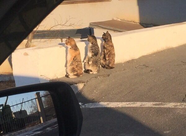 babyanimalgifs:their girl group choreography is amazing how do i hire them