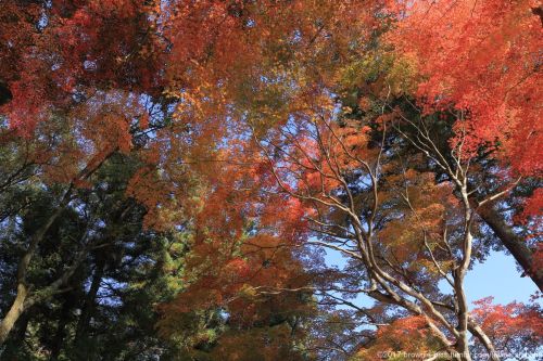 ’21.11.20 手向山八幡宮参道、東大寺南大門付近、春日大社参道、興福寺にてこの日のシリーズ、そろそろ締めます。気が付けばお昼過ぎ。お腹も空いたのですが参道の茶店は観光客で大繁盛。混んでるので撮り