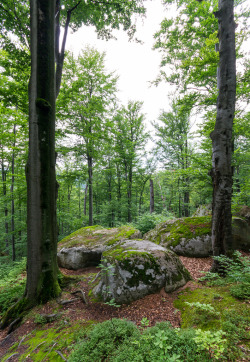 wanderthewood:  Old giant beeches in the