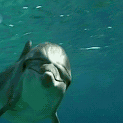 Aromantic Dolphin