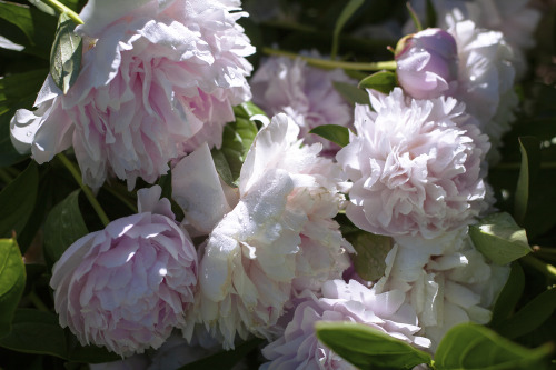 marisarenee: As Dreamy as Dew Drops on Peony Petals (on Instagram) by Marisa Renee