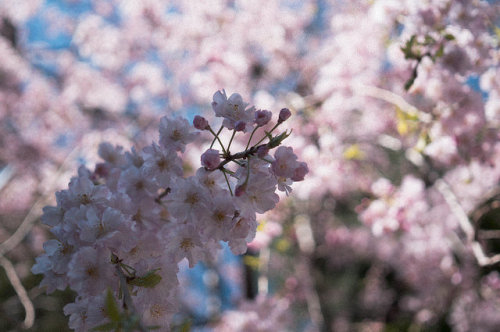 2014年春 by sabamiso on Flickr.