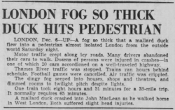yesterdaysprint:   Waco Tribune-Herald, Texas, December 7, 1952 A mallard duck crashed into John MacLean as he walked home in West London. Both suffered slight head injuries.  