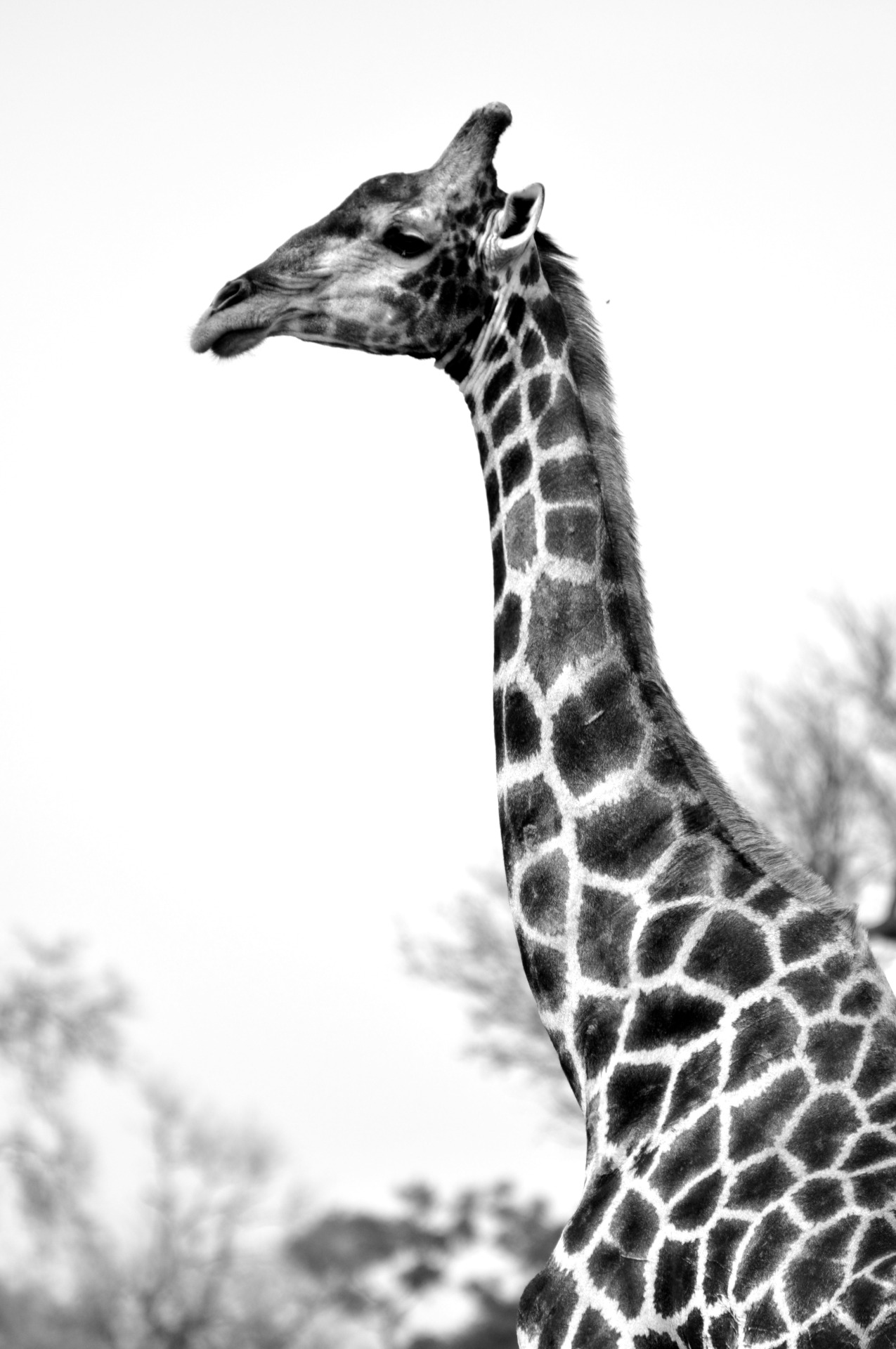 andlinn:  Giraffe, Tanzania
