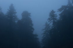 90377:   Pre-dawn fog, Mount Rainier National
