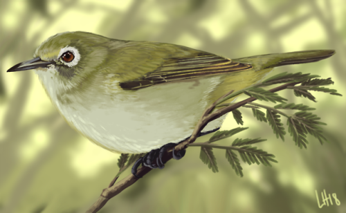 Saipan Bridled White-eye Zosterops conspiculatus saypani