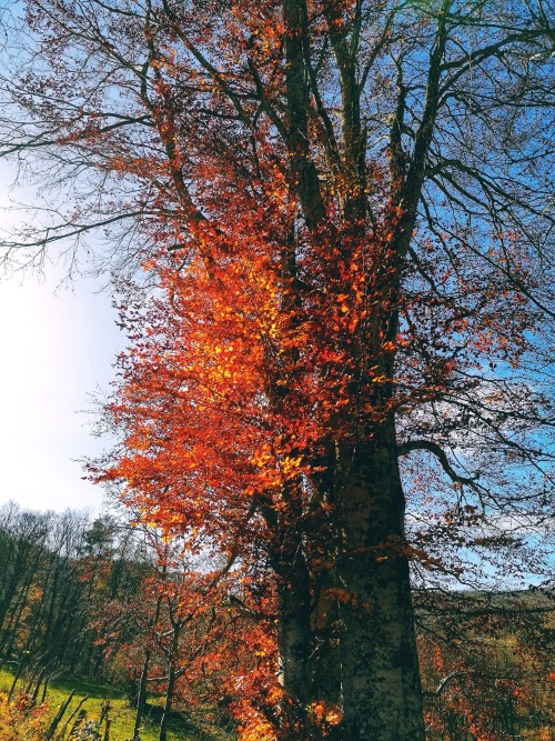 hedgehog-moss:The morning sun this week makes some trees near my house look like they’re burning… th