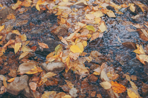 juliamstarr:Autumn leaves in the creek.Instagram